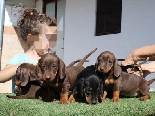 PoulaTo: Dachshund
